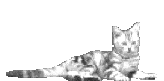 grey kitty lying down gif
