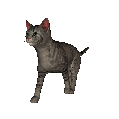 grey cat walking gif